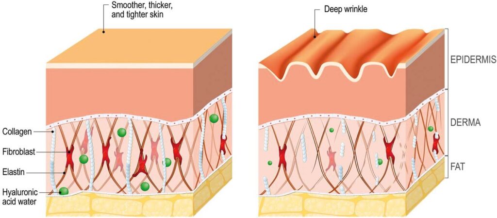 Fibroblast-Diagram
